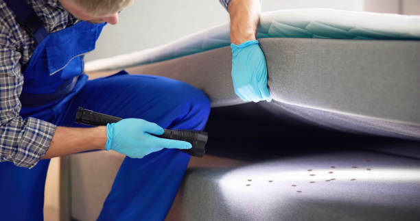Best Termite Control Services  in Flowing Wells, AZ