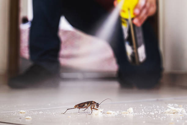 Best Wasp Removal Services  in Flowing Wells, AZ